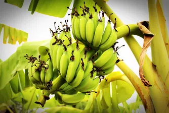 Застрашени ли са бананите от изчезване?