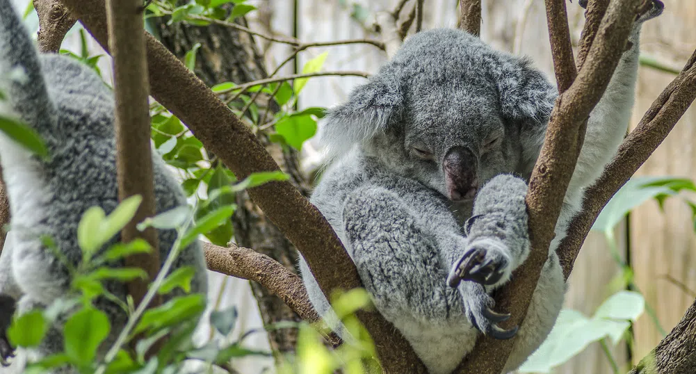 Австралийски тийнейджъри спасяват коали с колата си (видео)