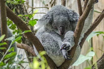 Австралийски тийнейджъри спасяват коали с колата си (видео)