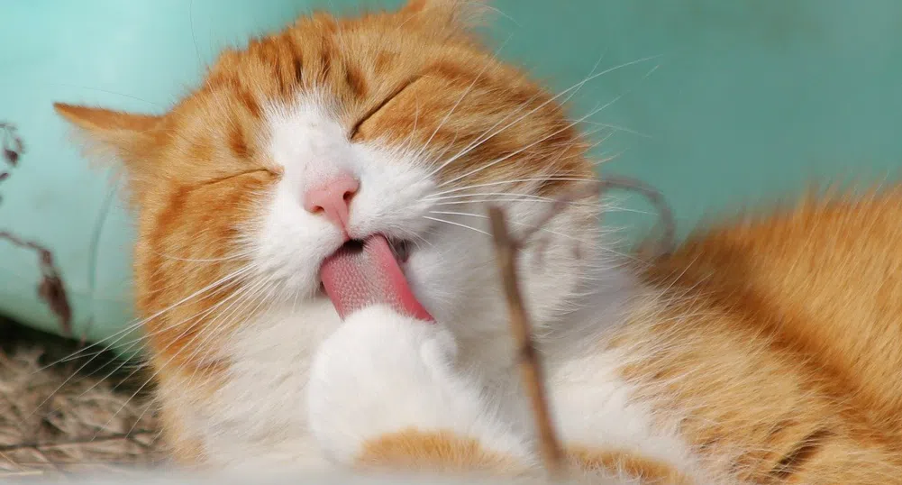 Видео в TikTok за пътуване с котка се превърна в истински хит (видео)
