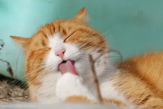 Видео в TikTok за пътуване с котка се превърна в истински хит (видео)