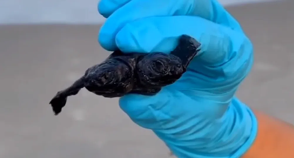 Двуглава костенурка беше открита в Северна Каролина (ВИДЕО)
