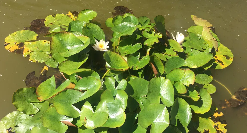 Пускат 12 патета в езерото с лилиите във „Врана“ в събота