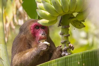 След двегодишно прекъсване в Тайланд възобновиха Фестивала на маймуните