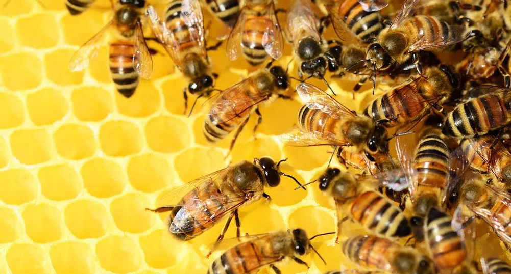 Роботизирани кошери спасяват пчелите в Израел