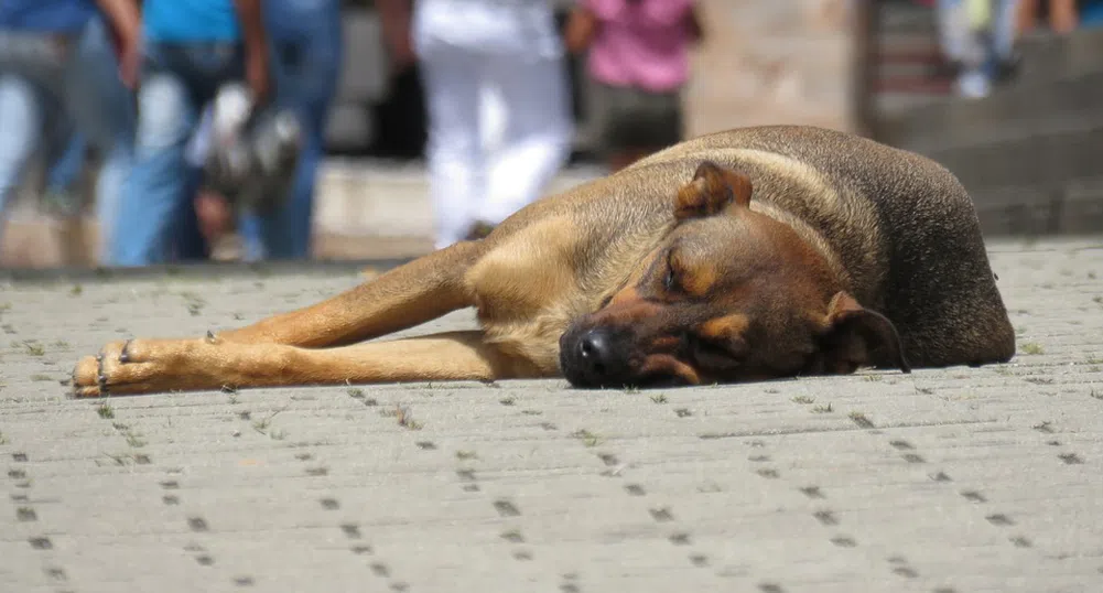 Какво е общото между уличните кучета и строителството?
