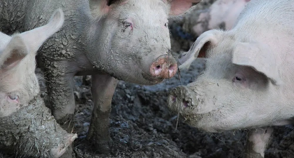 Как свинефермите могат да станат източник на зелена енергия?