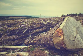 Световните лидери обещаха да сложат край на обезлесяването до 2030 г.