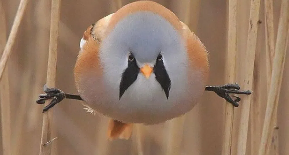 Някои от най-красивите птици от цял свят (снимки)