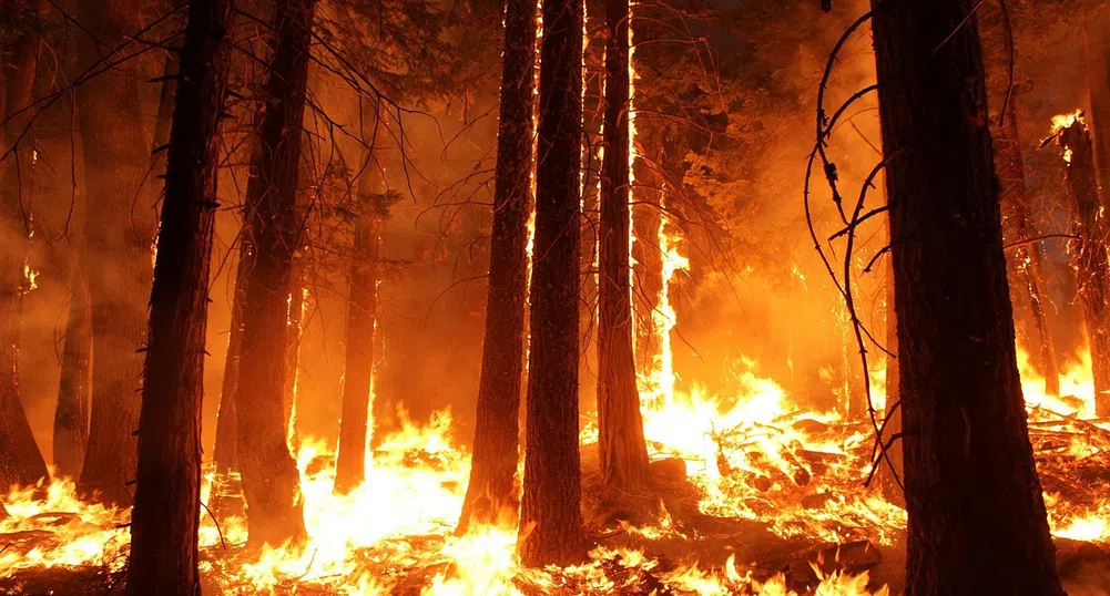 Огромни горски пожари избухнаха в Амазония