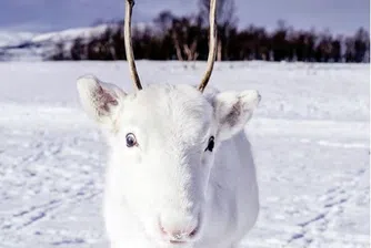 Рядко бяло еленче развълнува света преди Коледа (снимки)