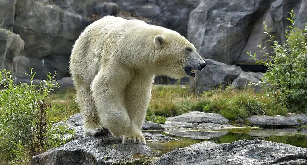 Забелязаха полярна мечка в южната част на Канада