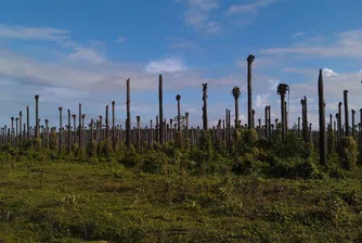 Индонезия се готви за скок в производството на палмово масло