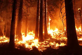 Бразилия не може да се справи с пожарите в Амазония