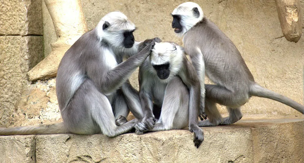 5 места, които доказват, че живеем на планетата на маймуните