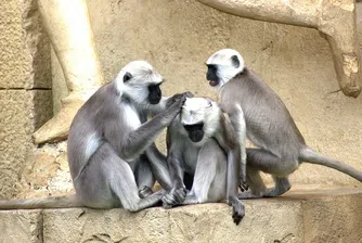 5 места, които доказват, че живеем на планетата на маймуните