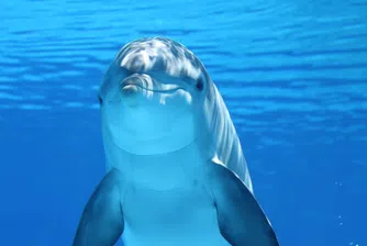 В каналите на Венеция отново се появиха делфини (видео)