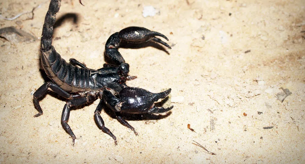 Турска ферма за скорпиони продава отрова за 10 млн. долара на килограм