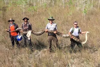 Във Флорида уловиха питон, дълъг над 5 метра