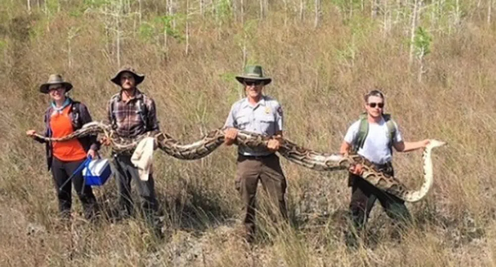 Във Флорида уловиха питон, дълъг над 5 метра