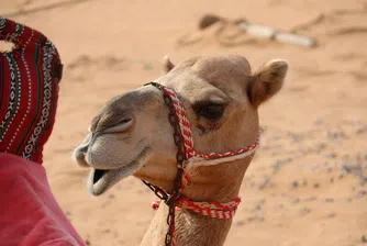 Дисквалифицираха камили от конкурс по красота заради ботокс