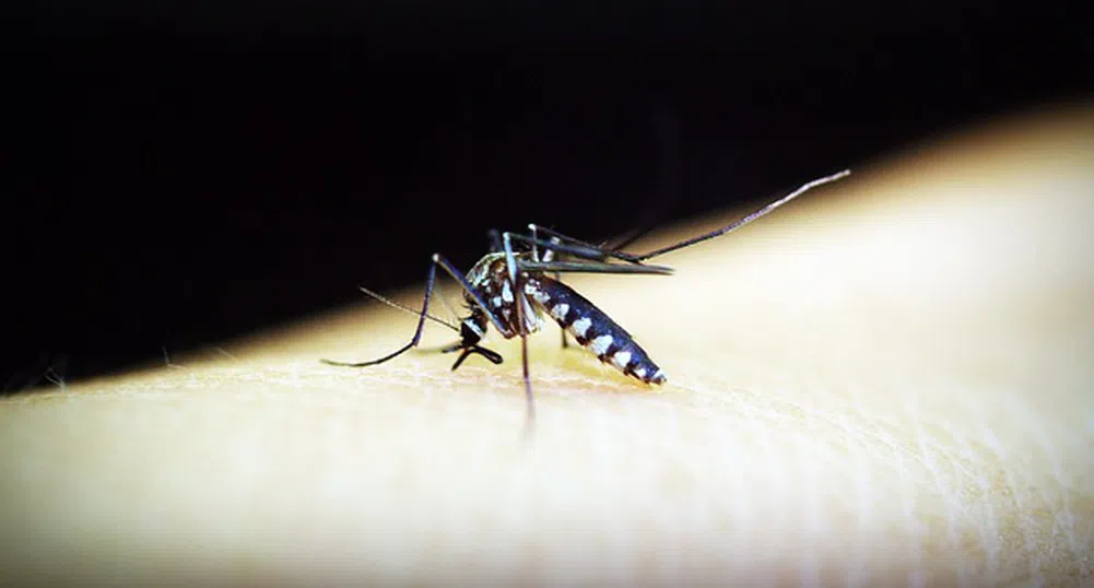 Какво трябва да знаем за тигровия комар?