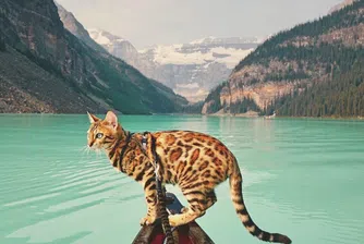Котката с най-невероятните очи и пътешествия