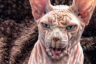 Джердан - най-страшната котка в света (снимки)