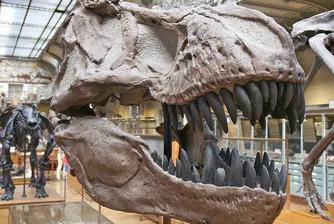 Продадоха скелет на динозавър, предшественик на Т-рекс, за 3 млн. долара