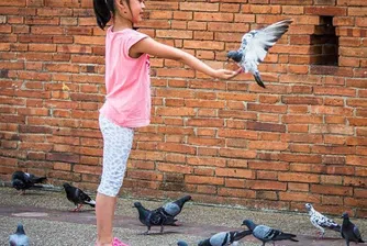 Туристи плащат пари на непознати, за да гонят гълъби
