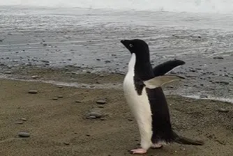 Пингвин измина по погрешка 3 000 км и се озова в Нова Зеландия