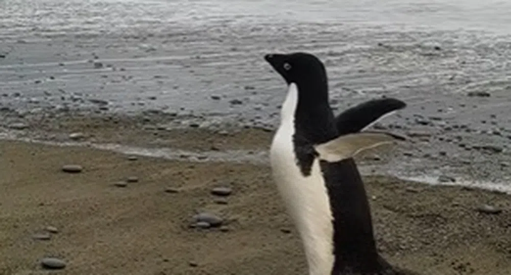 Пингвин измина по погрешка 3 000 км и се озова в Нова Зеландия