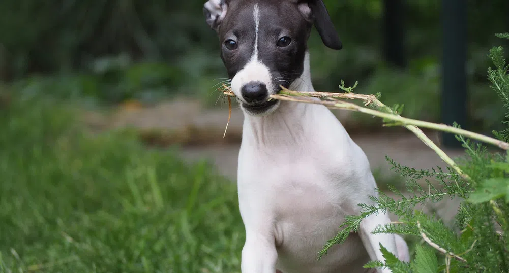 Италианската хрътка, която е най-смешно позиращото за снимки куче (снимки)