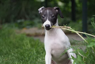 Италианската хрътка, която е най-смешно позиращото за снимки куче (снимки)