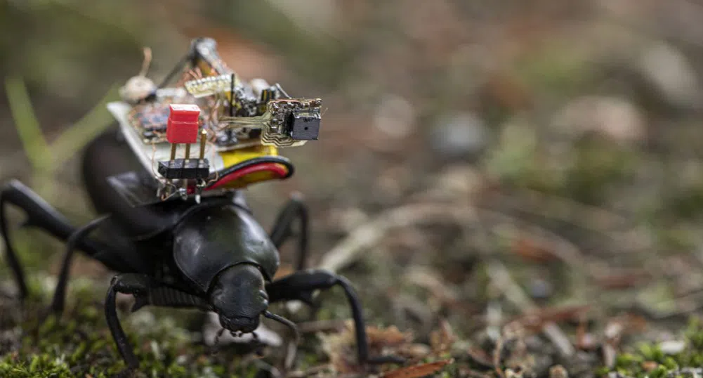 Камерата, с която бръмбарите могат да заснемат приключенията си