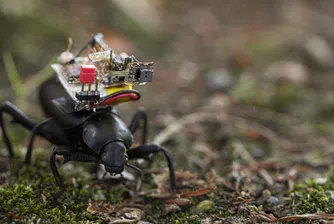 Камерата, с която бръмбарите могат да заснемат приключенията си