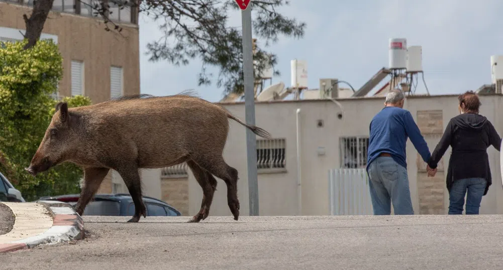 Диви прасета завладяха улиците на израелски град