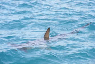Откриха нов вид акула, която свети в тъмното