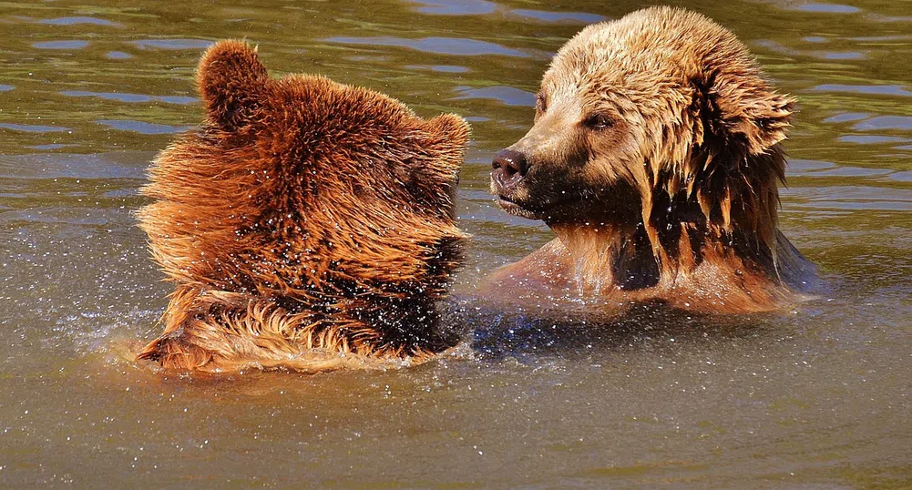 Семейство мечки се спаси от жегите с плуване в езерото Тахо