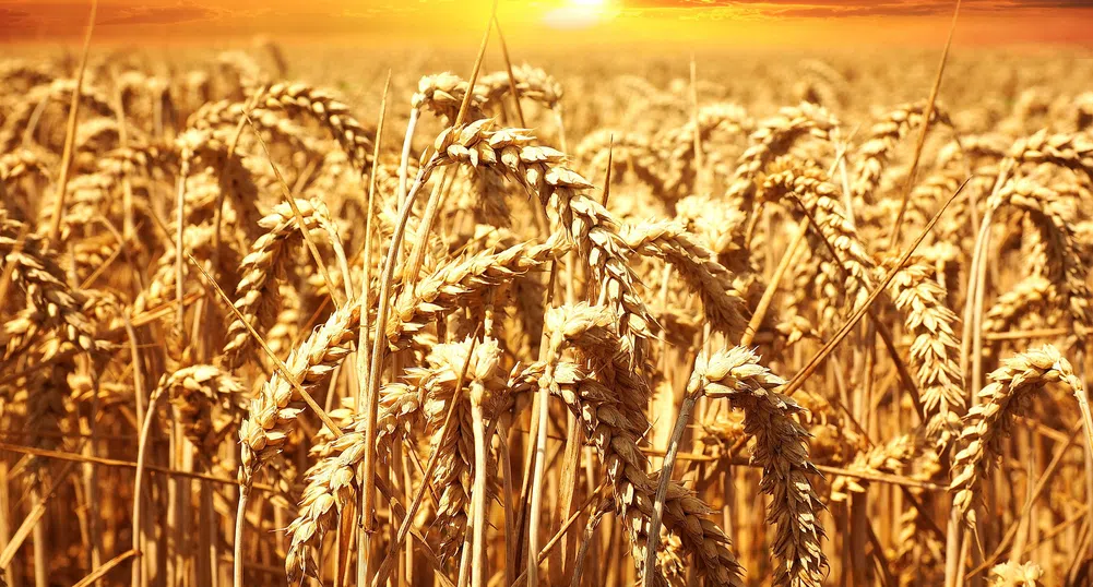 Цените на пшеницата и на царевицата на световните пазари спадат