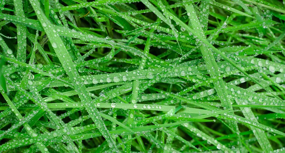 Опасно време: бурният вятър събаря клони, дъждът преминава в сняг