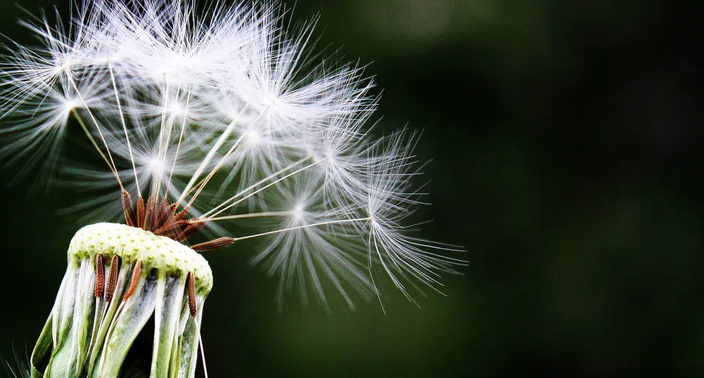Седем начина да надвиете алергиите тази пролет