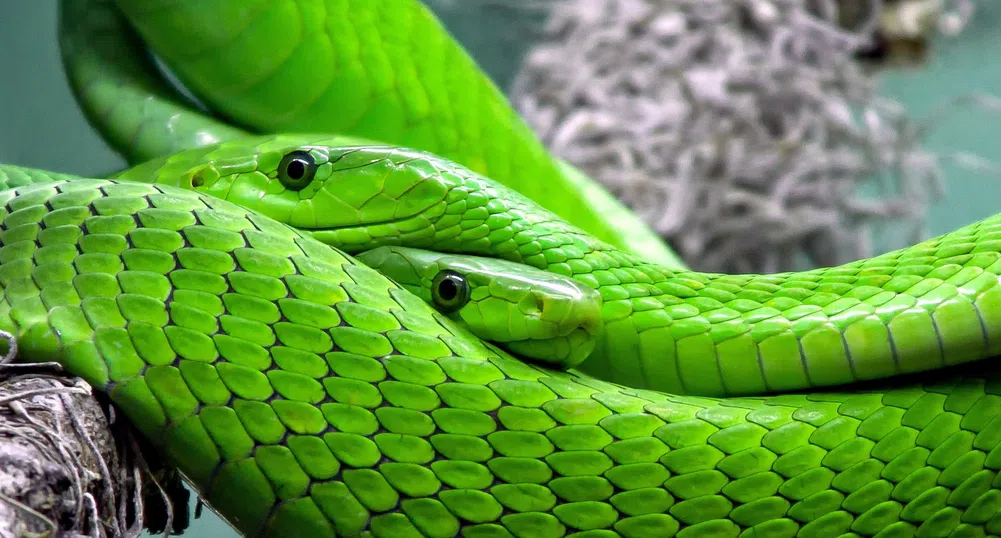 Масаж със змии хит в Египет (видео)