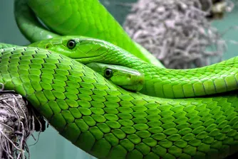 Масаж със змии хит в Египет (видео)
