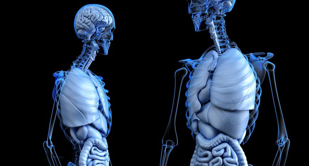 Робот се учи да принтира човешки органи