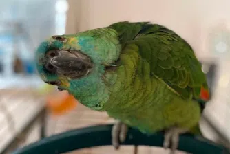 Обичащ чипс папагал надебеля толкова, че не можеше да лети