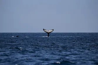 Как китовете помагат за охлаждането на Земята?