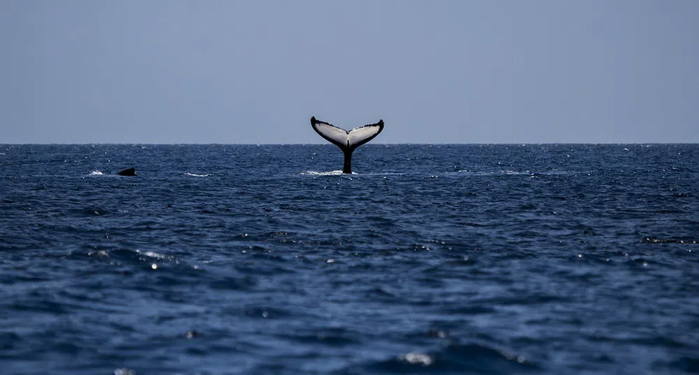 Как китовете помагат за охлаждането на Земята?
