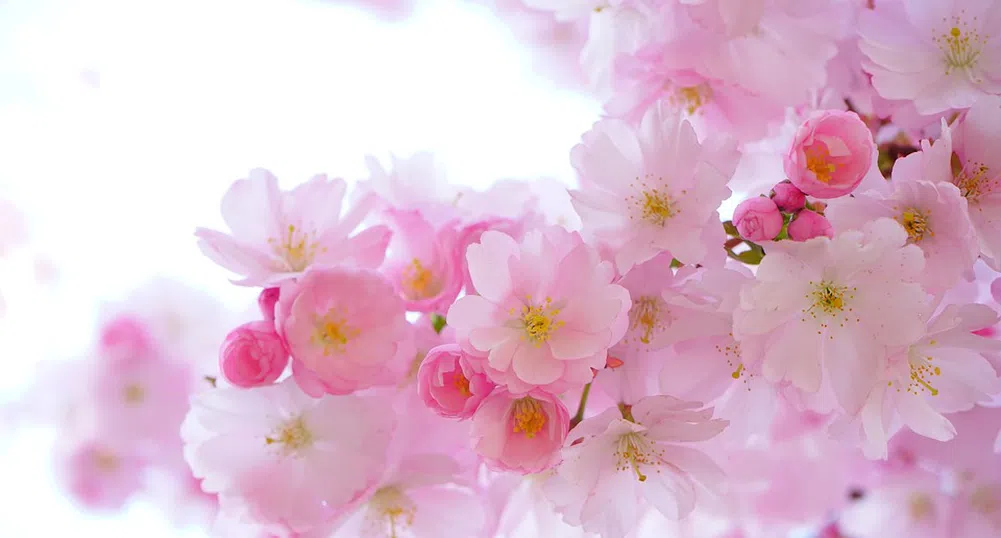 След топлия април: очаква ни по-хладен и дъждовен май