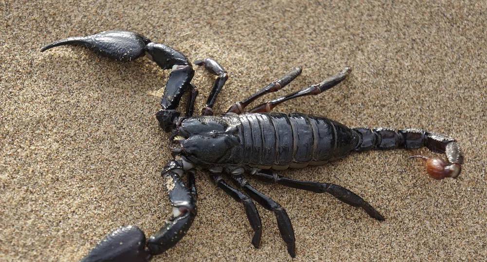 Затвориха уникален испански плаж заради нашествие на скорпиони